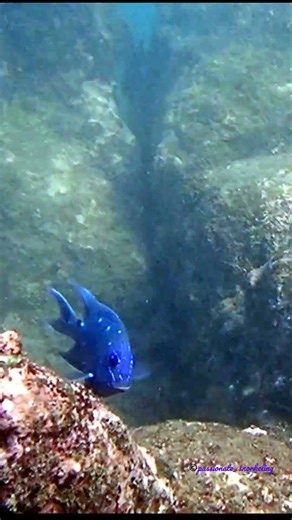 "Talking"🥰 Juvenile Giant Damselfish, Huatulco, Mexico #snorkelingadventure #pacific #huatulco