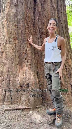 Just a fun little recce climb of a spectacular Giant Redwood (Sequoiadendron giganteum) I found in my favourite woodland.� Ambassador: Bianca Thomas I’m doing my ISA certified arborist course at the moment, and learning things that can be applied in a useful way seems to really put me in my happy place — it makes me curious, because ironically knowing stuff makes you realise you know nothing. A bit similar to life, really. 🤣 We (in the collective sense!) know very little about what grows in the