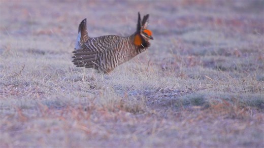 Greater prairie chicken comeback shines on Colorado's Eastern Plains