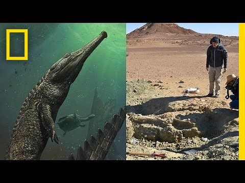 Giant Prehistoric Crocodile Discovered in Tunisia | National Geographic