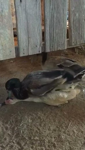 Two male Ducks compete to mate with a female Muscovy duck