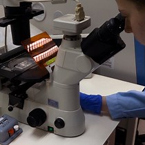 Video: Measuring Cell-Edge Protrusion Dynamics during Spreading using Live-Cell Microscopy