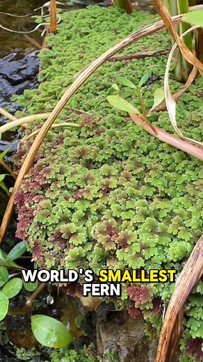 Black Koi Water Features on Instagram: "Azolla Caroliniana is the worlds smallest fern species, and it’s super handy and easy to keep 🙌 this plant is reported to prevent mosquitos from laying eggs in the water that it floats on, and it helps manage algae because it removes nutrients and blocks sunlight from the water. Because they are a floating plant though, they can cover the whole system quickly, but if you keep fish, many of them will manage the Azolla so that they add a sense of softness, 