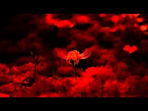 ピアソラ: 天使のミロンガ［ナクソス・クラシック・キュレーション #切ない］