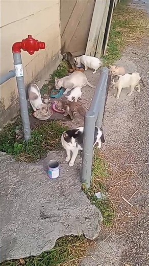 Morning feeding for the Colony cats #cats #eating #outdoors