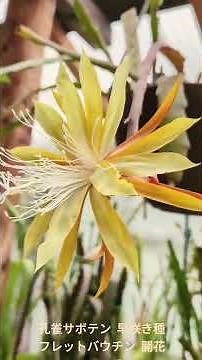 2026年4月19日孔雀サボテンの開花 #plants #植物