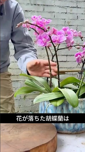 How to make orchids bloom again from discarded flower stalks