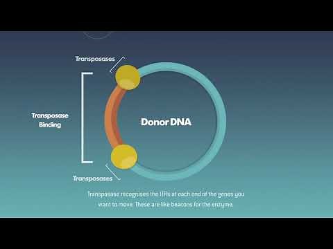 Lonza's GS piggyBac Animated