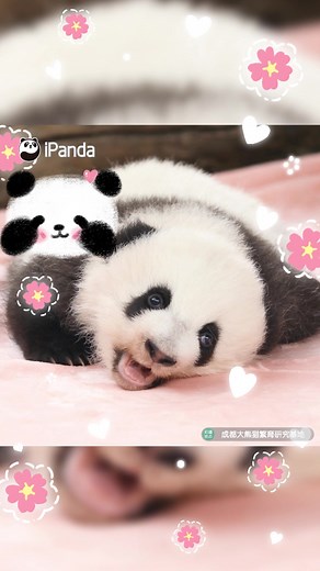 Have you ever seen a panda cub cuter than me?#panda #cubs #cute #cutebaby