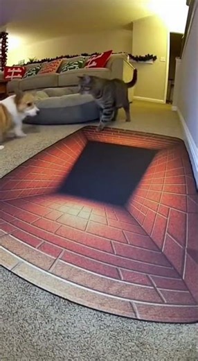 The Gray Tabby just humiliated the Corgi on the Void Rug 😭 #shorts