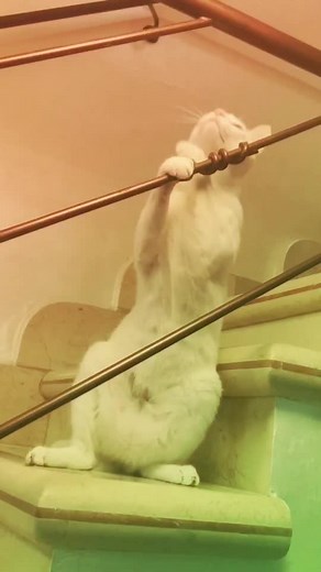 Incredible Cat Dancing Video | Funny and Amazing Cat Dancing Compilation!