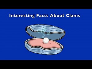 10 Interesting Facts About Clams