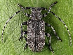 Oplosia cinerea - Alchetron, The Free Social Encyclopedia