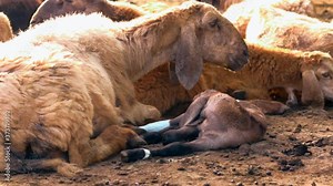 Asian goat with baby beautiful view, mother goat on head and neck,goat and sheeps in farm,Goat and sheep grazing,Goats in the animal farm closeup