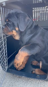 Rottweilers can’t travel in the cabin ✈️ because most airlines only allow small pets up to 8 kg (around 17 lbs). Rotties are way too big for that by the time they’re ready to fly! ❤️🧸 | Black And Tan Pearls Rottweilers