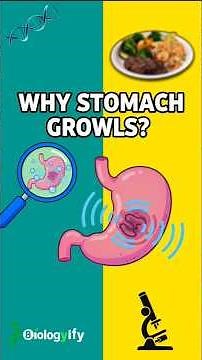 Why Does Your Stomach Growl When You’re Hungry? | Biologify