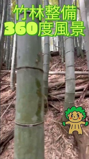 【360度風景】 奈良県 林業 竹林整備 放置竹林 0226 #forest
