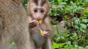 8K views · 380 reactions | Baby Monkey Learning How To Eat Fruit It's Really Cute Baby Rainbow | Monkey Helping | Facebook