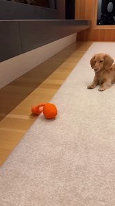 Cheerble Smart Interactive Dog Toy, Wicked Ball Rolly, Automatic Moving, Bouncing, Rotating, E-TPU Material, Active Rolling Interactive Dog Ball for Medium and Large Dogs (Blue)