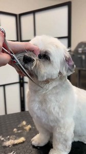 Grooming the round head on a Lhasa Apso