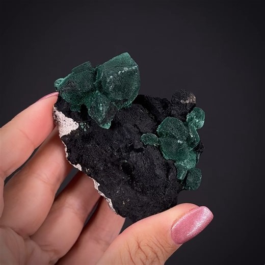 Malachite ps. Azurite - New Cornelia Mine, Ajo, Pima Co., Arizona, USA More info: https://www.irocks.com/minerals/specimen/53209 Classic old Arizona material! Sharp, velvety crystals of malachite pseudomorphing azurite grace the top of this attractive piece from the classic find at the New Cornelia Mine from many years ago. It's a gorgeous small cabinet piece with two prominent clusters of crystals on a contrasting dark charcoal-gray, manganese oxide coating on an off-white igneous rock matrix. 