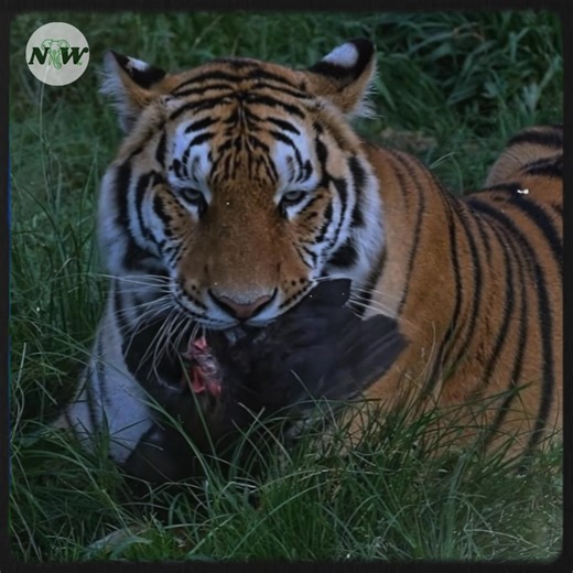 4.9K views · 297 reactions | Majestic Siberian Tigers Showcase Exceptional Hunting Skills—[Full story in 헰헼헺헺헲헻혁]#fblifestyle | Adorable Things | Facebook