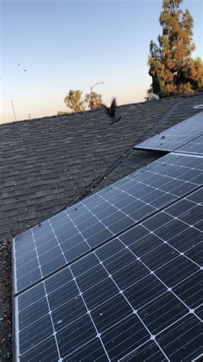 Pigeons under solar panels