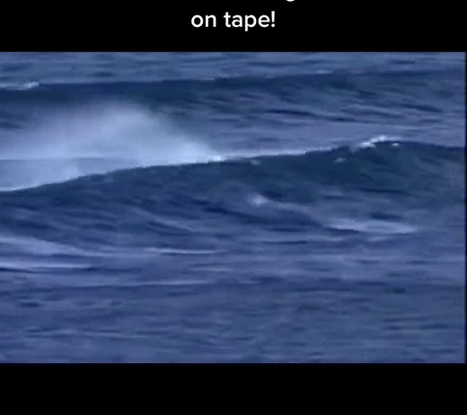#Real mermaid caught on tape#ocean#