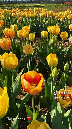 Exploring the Stunning Tulip Fields in Full Bloom