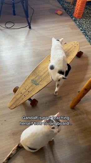 Kat Newquist on Instagram: "An absolute queen #gandalfthecat #indooroutdoorkat #skateboard #catsofinstagram"