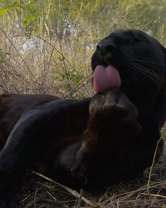 195K views · 8.2K reactions | They’re not jaguars, and they’re most certainly not panthers, meet the black leopards and learn what makes these animals so unique. We hope you’re staying healthy and safe. #wildlifewednesday #blackleopards #lionwhisperer #kevinrichardson | Kevin Richardson | Facebook