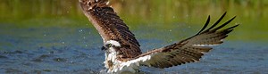 Dunkeld Osprey Centre - Loch of the Lowes Ospreys