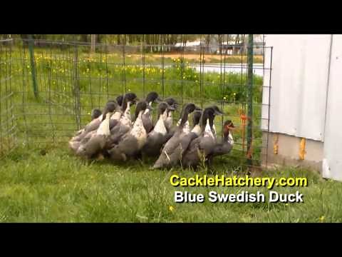 Blue Swedish Duck Breed (Breeder Flock) | Cackle Hatchery