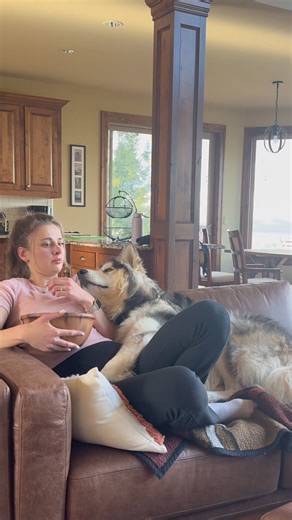 3M views · 71K reactions |  : duke.the.malamute via IG | Blue Buffalo | Facebook