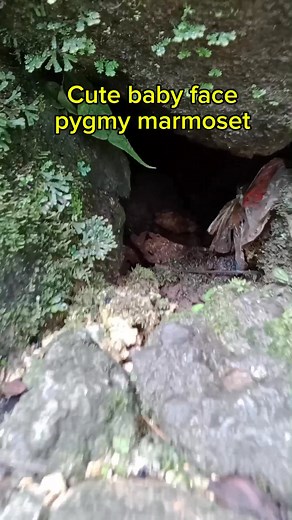 21K views · 130 reactions | Cute baby face pygmy marmoset #Aiเปิดค่าการมองเห็น #aigenerated #cute #AI | Florencio Gilos Palen Jr. | Facebook