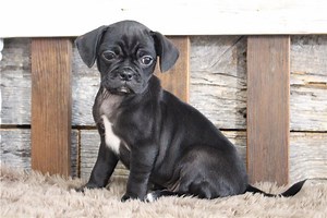 Lance - Puggle Puppy 852CE7