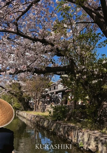 ​Kurashiki, I fell in love with you.​​ From canal streets to small souvenir shops, it truly feels like you‘re stepping into a little venice in Japan. ​​ The calm atmosphere and peaceful air adds magic to wandering around the historic area.​​ ​​ ❀。• *₊°。 ❀°。​ ​ #japan #kurashiki #okayama #🇯🇵​