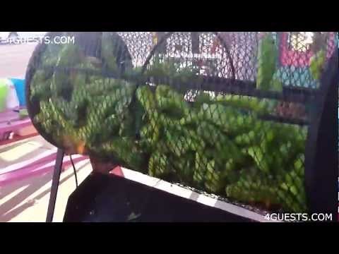 ROASTING GREEN CHILE PEPPERS FROM HATCH NEW MEXICO