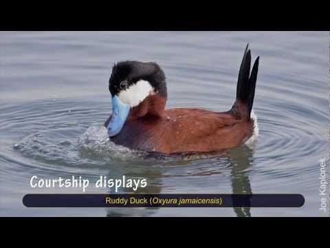 Mysterious behaviors of Ruddy Ducks