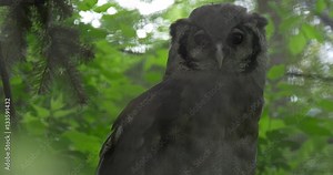 Owl Predator is Looking For Food in Forest Hunting Staring Sitting on a Branch of Tree in Zoo Captive Bird Outdoors Observation of Animals' Behavior