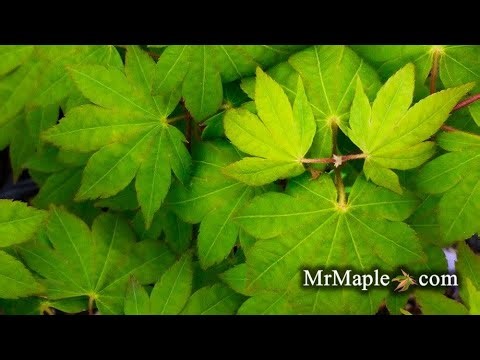 Acer shirasawanum 'Garden Glory' Full Moon Japanese Maple Tree
