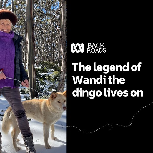 211K views · 226 reactions | Mt Baw Baw, Victoria, is home to a group of extraordinary alpine dingoes whose famous relative literally dropped from the sky and proved to the world that pure alpine dingoes still exist in the wild. What would you do if an animal landed in your backyard? Stream more from Back Roads on Mondays at 8pm on ABC TV or any time on ABC iview: https://bit.ly/BackRoadsiview #BackRoads #ABCTV | ABC Australia | Facebook