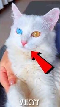 Top 5 most beautiful white animals in the world #shorts #ytshorts