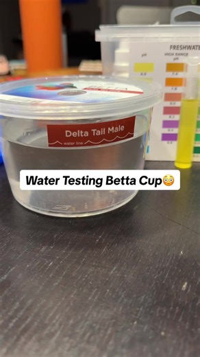 Betta Cup Water Test 😳 #fishtok #bettafish #fishtank #aquarium #watertest