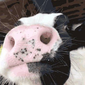 Barefeet In The Kitchen will be donating $1 to Feeding America for every comment that is made HERE -> https://barefeetinthekitchen.com/feeding-the-hungry/ (please click over and comment on the blog, so that we can track the comments!) In addition to that, on December 30th, we will be matching all donations that have been made to Feeding America through the link above, up to $2500. If you’ve known me for long, you may recall that over the past few years, we’ve talked a lot about different ways to