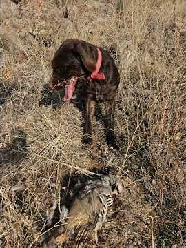 Chukar Hunting In Anatolia 🎯 Drahthaar'la Kınalı Keklik Avı Duble 🎯 #shotkam #benelli #gopro #oxota