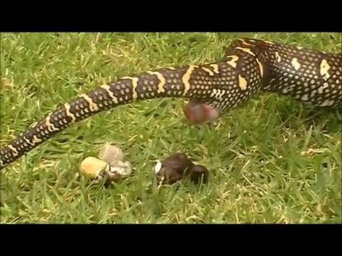The Animal Poop Fun Compilation