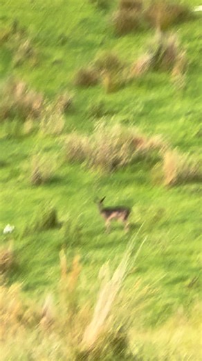 Oh yeah baby, It’s that time of the year #young #deer #nz #hunting #fyp | Letsgooffgridnz