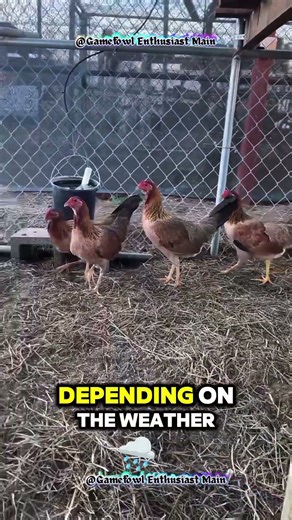My Life with Chickens: Feeding, Coop Setup, and Daily Care Routine!