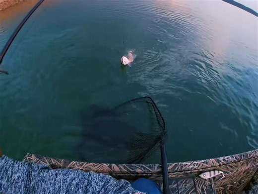 1.4K views · 18 reactions | Almost lost the net藍藍#foryoupage #muskyfishing #trophytimeleaders #fishtok #spraybombbaitco #fish #fishtok #fyp | Musky Addict | Facebook